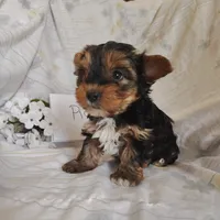 Pickles, a male Yorkshire Terrier for sale in Pine Grove, PA – Photo 3 of 3