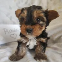 Pickles, a male Yorkshire Terrier for sale in Pine Grove, PA – Photo 2 of 3