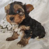 Pickles, a male Yorkshire Terrier for sale in Pine Grove, PA – Photo 1 of 3