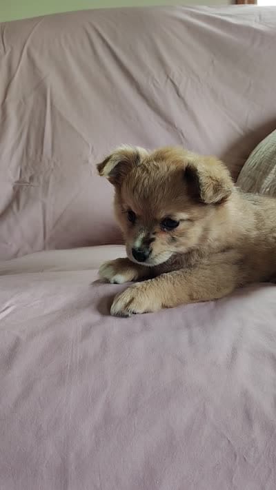 Barbie, a female Pomchi for sale in Pine Grove, PA – 8 of 8