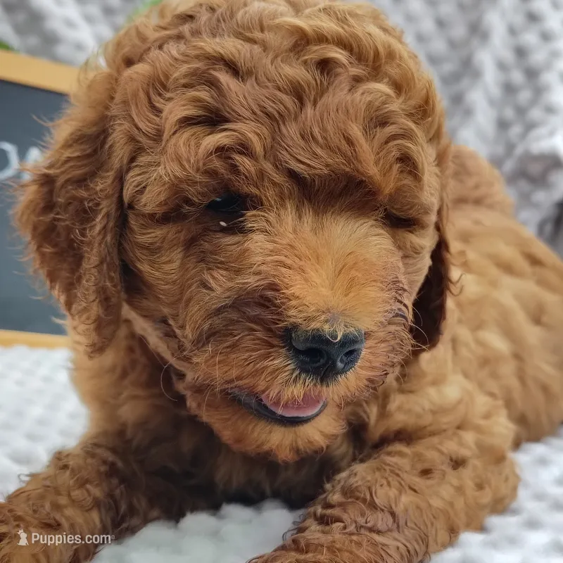 Tommy  – Goldendoodle puppy for sale in Pine Grove, PA