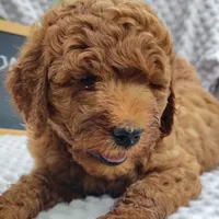 Tommy , a male Goldendoodle for sale in Pine Grove, PA – 1 of 10