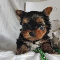 Dandelion, a male Yorkshire Terrier for sale in Pine Grove, PA – Photo 1 of 5