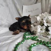 Dandelion, a male Yorkshire Terrier for sale in Pine Grove, PA – Photo 4 of 5