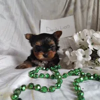 Dandelion, a male Yorkshire Terrier for sale in Pine Grove, PA – Photo 3 of 5