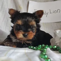 Dandelion, a male Yorkshire Terrier for sale in Pine Grove, PA – Photo 2 of 5