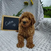 Cutie boy, a male Goldendoodle for sale in Pine Grove, PA – 6 of 7