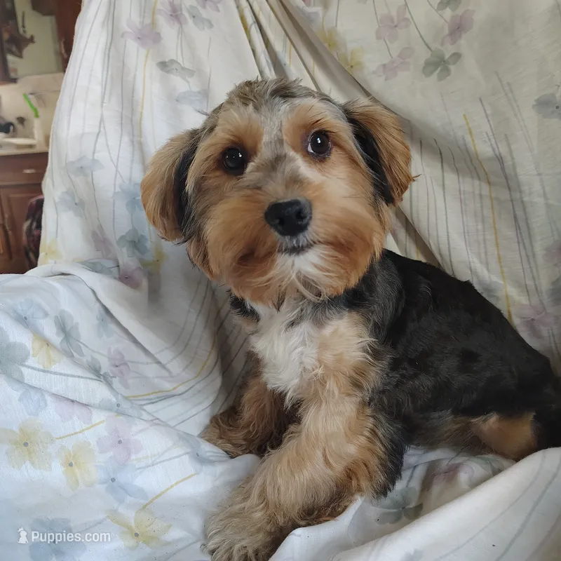 Freddiola – Yorkshire Terrier puppy for sale in Pine Grove, PA