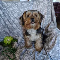 Freddiola, a male Yorkshire Terrier for sale in Pine Grove, PA – 5 of 7