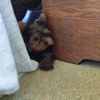 Chip, a male Yorkshire Terrier for sale in Pine Grove, PA – 5 of 6