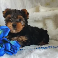 Lancealot l . , a male Yorkshire Terrier for sale in Pine Grove, PA – 2 of 4