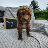 Penny, a female Goldendoodle for sale in Pine Grove, PA – 4 of 6