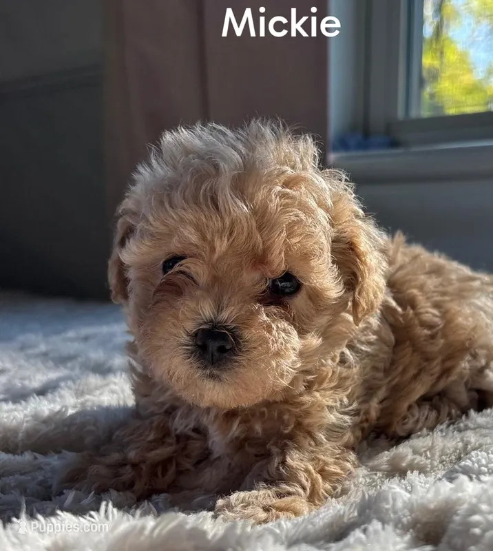Mickie – Maltipoo puppy for sale in Pine Grove, PA