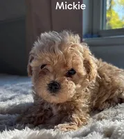 Mickie, a male Maltipoo for sale in Pine Grove, PA – 1 of 1