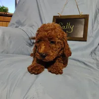 Sully, a male Miniature Goldendoodle for sale in Pine Grove, PA – 5 of 5
