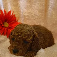 Samantha, a female Miniature Goldendoodle for sale in Pine Grove, PA – 3 of 4