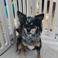 Betsy , a female Pomchi for sale in Pine Grove, PA – 4 of 5