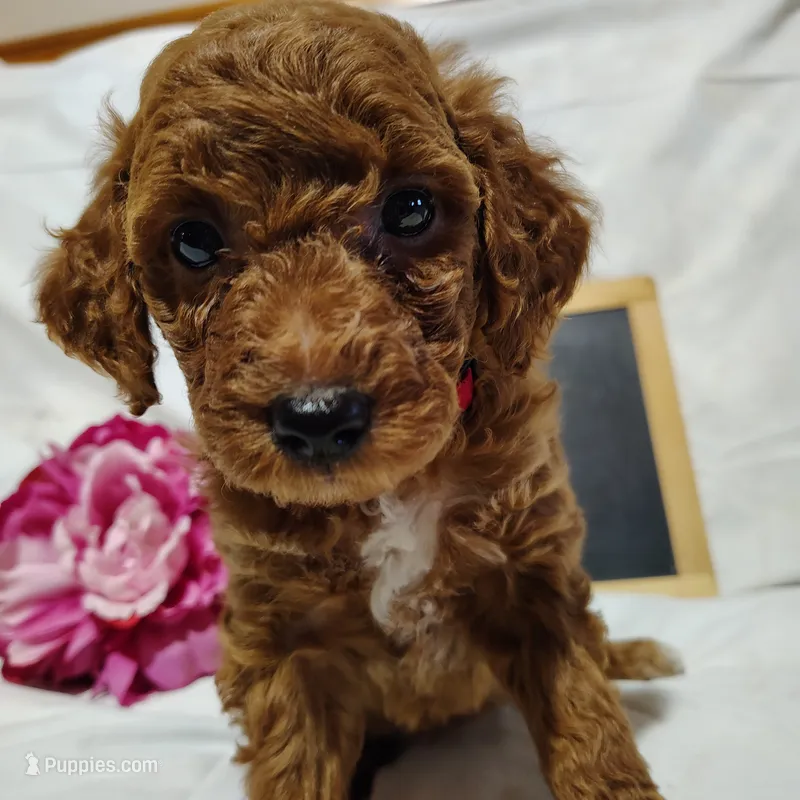 Bella – Miniature Goldendoodle puppy for sale in Pine Grove, PA