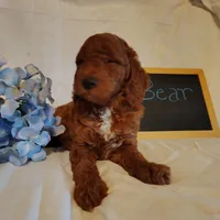 Bear, a male Miniature Goldendoodle for sale in Pine Grove, PA – 2 of 4