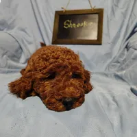 Shnooki, a male Miniature Goldendoodle for sale in Pine Grove, PA – 3 of 3