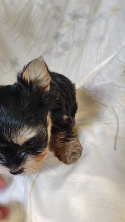 Emma, a female Yorkshire Terrier for sale in Pine Grove, PA – 5 of 5