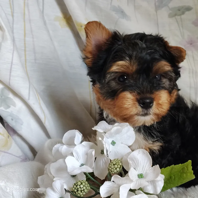 Freddiola – Yorkshire Terrier puppy for sale in Pine Grove, PA