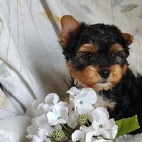Freddiola, a male Yorkshire Terrier for sale in Pine Grove, PA – 1 of 4