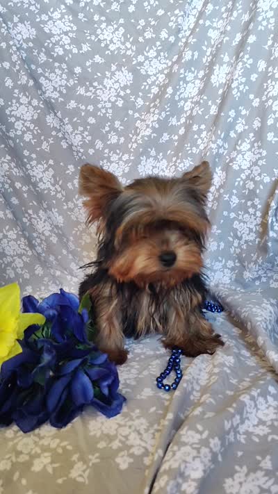 Chip, a male Yorkshire Terrier for sale in Pine Grove, PA – 6 of 6
