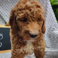 Penny, a female Goldendoodle for sale in Pine Grove, PA – 2 of 6