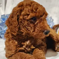 Benny, a male Miniature Goldendoodle for sale in Pine Grove, PA – 4 of 6