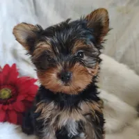 Candy , a female Yorkshire Terrier for sale in Pine Grove, PA – 4 of 5