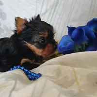 Ernie, a female Yorkshire Terrier for sale in Pine Grove, PA – 2 of 6