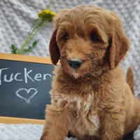 Tucker, a male Goldendoodle for sale in Pine Grove, PA – 2 of 8