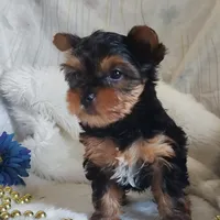 Linus, a male Yorkshire Terrier for sale in Pine Grove, PA – 3 of 5