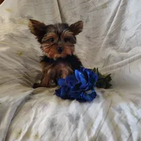 Chip, a male Yorkshire Terrier for sale in Pine Grove, PA – 2 of 6