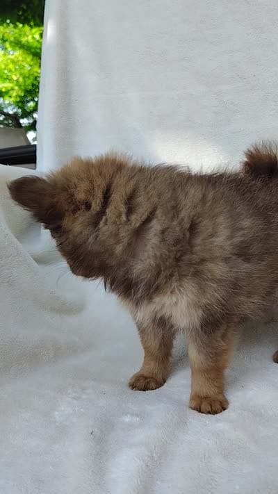 Kisses, a female Pomchi for sale in Pine Grove, PA – 6 of 6