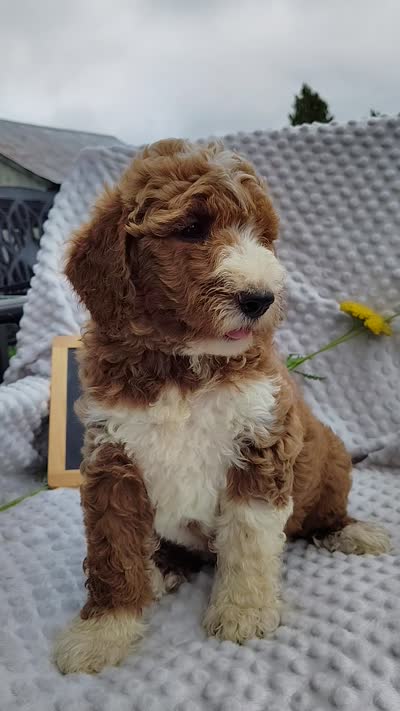 Chester, a male Goldendoodle for sale in Pine Grove, PA – 9 of 9