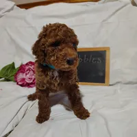Bubbles, a female Miniature Goldendoodle for sale in Pine Grove, PA – 4 of 7