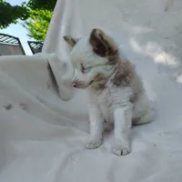 Payday, a male Pomchi for sale in Pine Grove, PA – 4 of 5