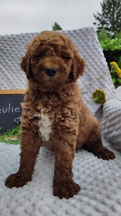 Paulie, a male Goldendoodle for sale in Pine Grove, PA – 4 of 4