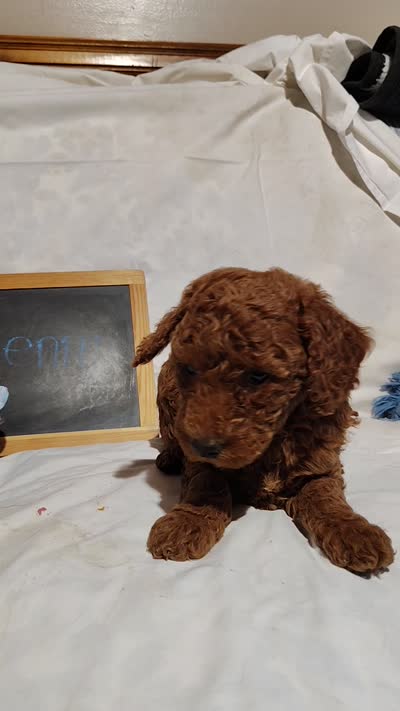 Benny, a male Miniature Goldendoodle for sale in Pine Grove, PA – 6 of 6