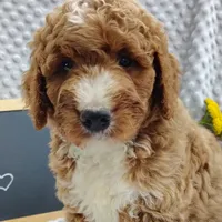 Toby, a male Goldendoodle for sale in Pine Grove, PA – 4 of 5