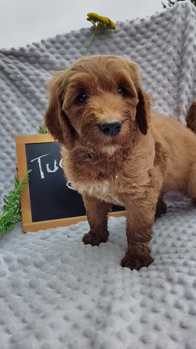 Tucker, a male Goldendoodle for sale in Pine Grove, PA – 8 of 8