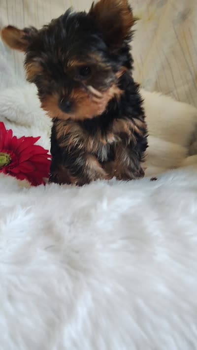 Candy , a female Yorkshire Terrier for sale in Pine Grove, PA – 5 of 5