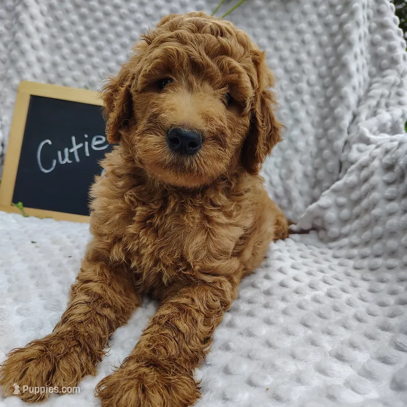 Cutie boy – Goldendoodle puppy for sale in Pine Grove, PA