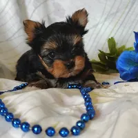 Ernie, a female Yorkshire Terrier for sale in Pine Grove, PA – 3 of 6