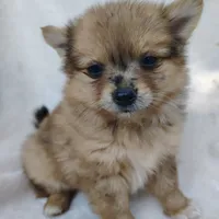 Kit kat, a female Pomchi for sale in Pine Grove, PA – 3 of 6