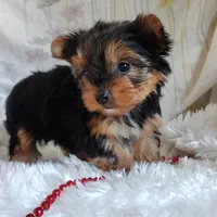 Annabelle, a female Yorkshire Terrier for sale in Pine Grove, PA – 3 of 4