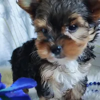 Jesse, a male Yorkshire Terrier for sale in Pine Grove, PA – 4 of 5