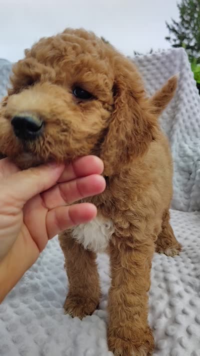 Piper, a male Goldendoodle for sale in Pine Grove, PA – 4 of 4